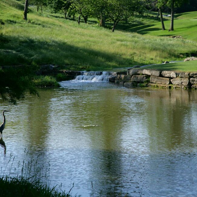 A blue heron enjoys the waters by Hole 17 at Loch Lloyd.