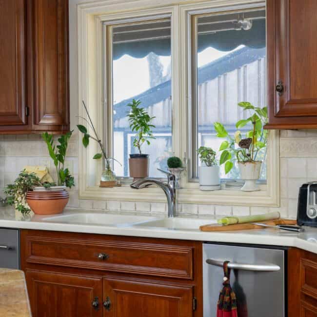 Pots of herbs and non-edibles are displayed on the kitchen countertops, glimpsing a larger green explosion in the converted pool enclosure from the kitchen window.