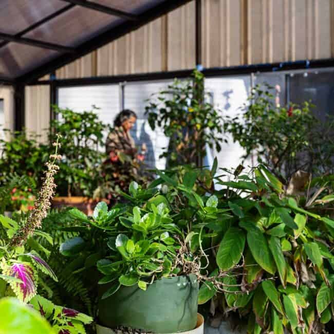 Not only does Mukharji grind her own flavorings, she grows some of them, too. She turned an enclosed pool into a greenhouse, where hundreds of plants flourish in the warmth. Top right: A Curry Leaf plant is an aromatic herb and a staple of Indian cuisine. Lower left: Winter oranges make especially nice marmalades. Bottom right: Potted plants overwinter in the greenhouse; in the summer, Mukharji brings them outside to bask on the patio by the house.