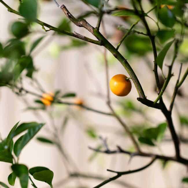 Not only does Mukharji grind her own flavorings, she grows some of them, too. She turned an enclosed pool into a greenhouse, where hundreds of plants flourish in the warmth. Top right: A Curry Leaf plant is an aromatic herb and a staple of Indian cuisine. Lower left: Winter oranges make especially nice marmalades. Bottom right: Potted plants overwinter in the greenhouse; in the summer, Mukharji brings them outside to bask on the patio by the house.