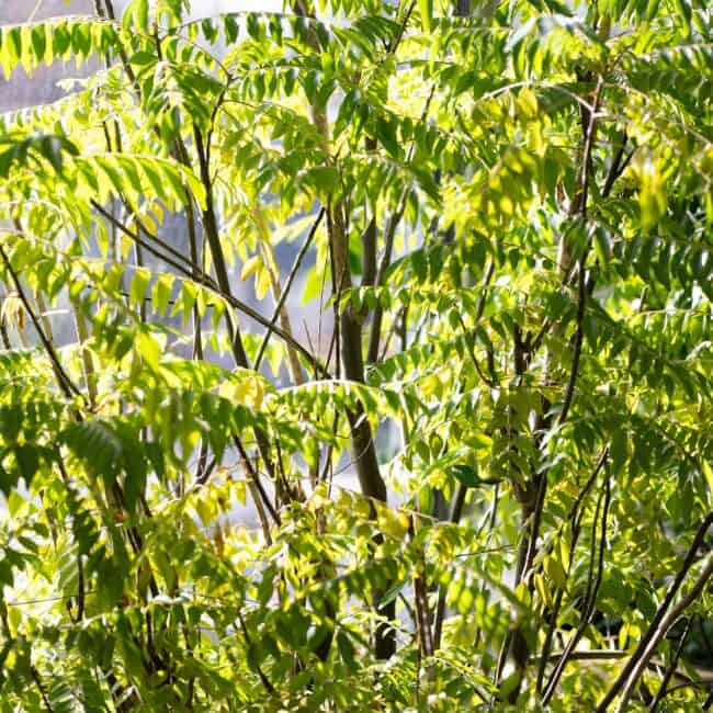 Not only does Mukharji grind her own flavorings, she grows some of them, too. She turned an enclosed pool into a greenhouse, where hundreds of plants flourish in the warmth. Top right: A Curry Leaf plant is an aromatic herb and a staple of Indian cuisine. Lower left: Winter oranges make especially nice marmalades. Bottom right: Potted plants overwinter in the greenhouse; in the summer, Mukharji brings them outside to bask on the patio by the house.